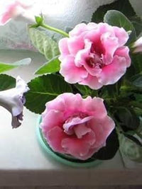 Light rosa gloxinia blume samen for anpflanzung - low maintenance, heirloom & gmo free samen for home garten
 
 sale for anpflanzung in home garten