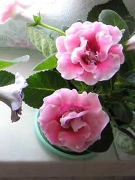 Light rosa gloxinia blume samen for anpflanzung - low maintenance, heirloom & gmo free samen for home garten
 
 sale for anpflanzung in home garten