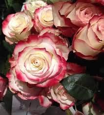 Multicolor heart blume samen for anpflanzung shade tolerant heirloom & gmo free samen for home garten
 
 sale for anpflanzung in home garten