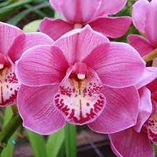 Cymbidium Orchidee Blumensamen zur Aussaat Schnitt Blume beliebt Traditionssorte & ohne Gentechnik Samen Hausgarten