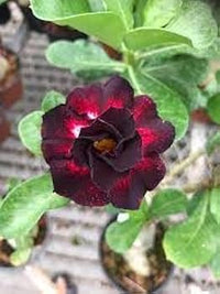 dunkel Rot Wüstenrose Obesum Samen Blumensamen zur Aussaat kompakt Wuchs Traditionssorte & ohne Gentechnik Samen Hausgarten