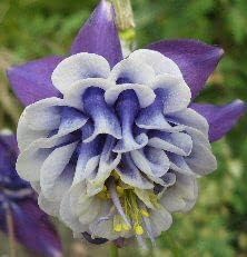 Aquilegia blume samen for anpflanzung - colorful display, heirloom & gmo free samen for home garten
sale for anpflanzung in home garten.