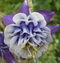 Aquilegia blume samen for anpflanzung - colorful display, heirloom & gmo free samen for home garten
 
 sale for anpflanzung in home garten.