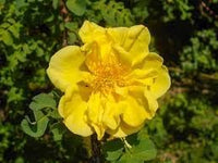 Dark gelb rosa xanthina samen blume samen for anpflanzung cut blume favorite heirloom & gmo free samen for home garten 
 
 sale for anpflanzung in home garten