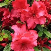 Light rot azalea blume samen for anpflanzung - cut blume favorite, heirloom & gmo free samen for home garten
 
 sale samen for home garten