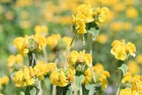 Jerusalem sage gelb blume samen for anpflanzung - drought tolerant, heirloom & gmo free samen for home garten
 
 sale samen for home garten