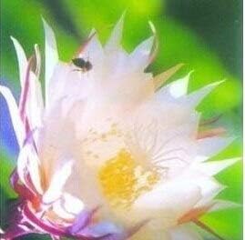 Epiphyllum (epiphyllum blume) samen for anpflanzung in home garten