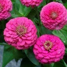 Elegans blume samen for anpflanzung - low maintenance, heirloom & gmo free samen for home garten
 
 sale samen for anpflanzung in home garten