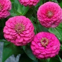 Elegans blume samen for anpflanzung - low maintenance, heirloom & gmo free samen for home garten
 
 sale samen for anpflanzung in home garten