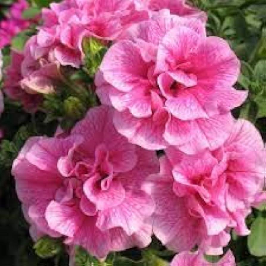 Petunie Hybrida Bonsai Balcony Blumensamen
