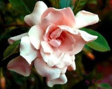 hell Rosa Gardenia Blumensamen zur Aussaat duftend Blüten Traditionssorte & ohne Gentechnik Samen Hausgarten