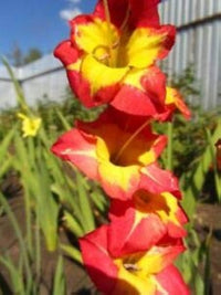Gladiolus blume samen for anpflanzung - garten favorite, heirloom & gmo free samen for home garten
 
 sale for anpflanzung in home garten.