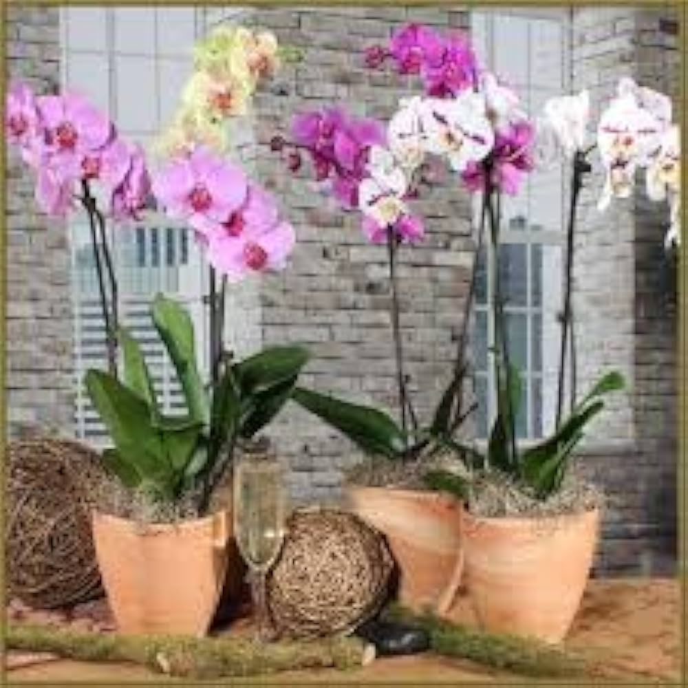 Weiß Rosa Schmetterlingsorchidee Orchidee Samen zur Aussaat farbenfroh Schau Traditionssorte & ohne Gentechnik Samen Hausgarten