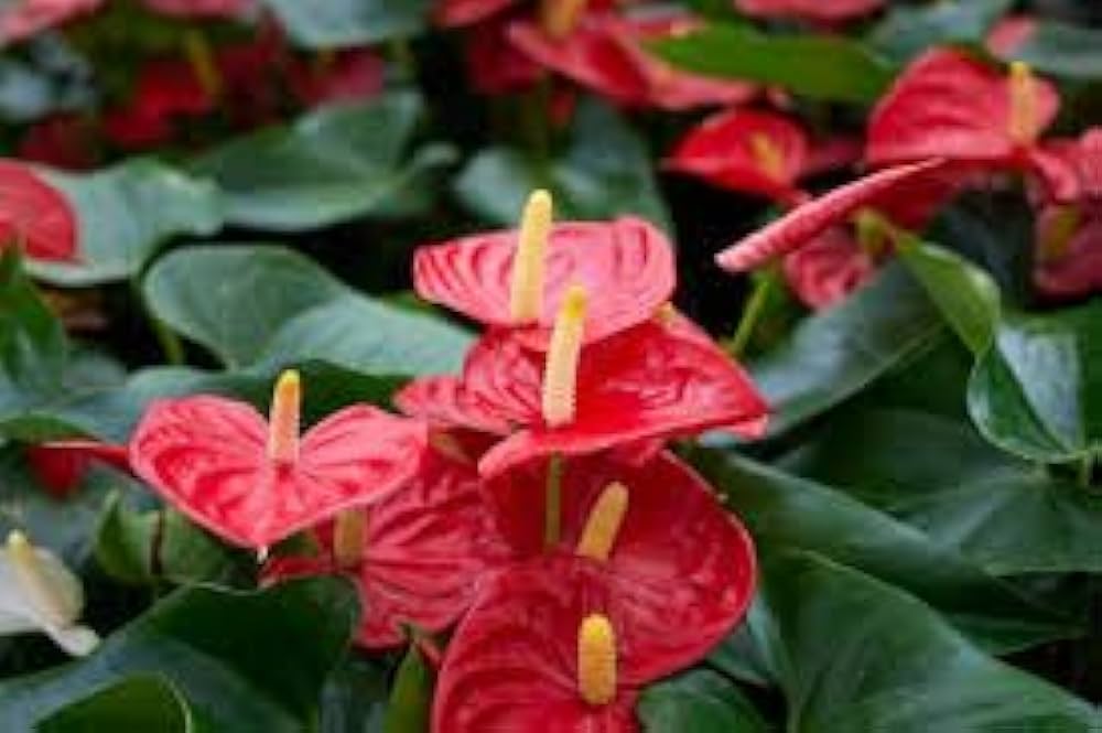 tief Rot Flamingoblume Blumensamen zur Aussaat leuchtend Traditionssorte & ohne Gentechnik Samen Hausgarten