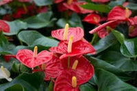 tief Rot Flamingoblume Blumensamen zur Aussaat leuchtend Traditionssorte & ohne Gentechnik Samen Hausgarten