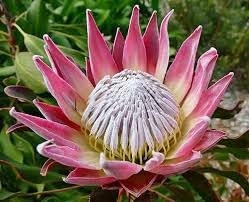Protea blume samen for anpflanzung - perfect for borders, heirloom & gmo free samen for home garten
 
 sale samen for home garten