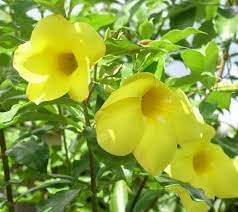 Heirloom allamanda blume samen for anpflanzung sun loving heirloom & gmo free samen for home garten 
 
 sale for anpflanzung in home garten