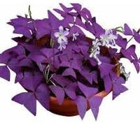 Sauerklee Triangularis Blumensamen zur Aussaat – leuchtend Blüten – Traditionssorte & ohne Gentechnik Samen Hausgarten