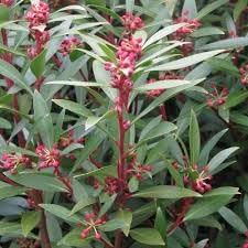 100 Stück
