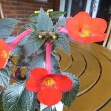 Heirloom achimenantha blume samen for anpflanzung low maintenance heirloom & gmo free samen for home garten 
 
 sale for anpflanzung in home garten