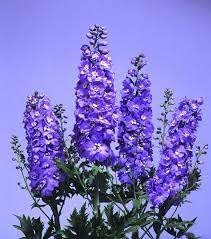 Delphinium lavender blume samen for anpflanzung - perfect for borders, heirloom & gmo free samen for home garten
 
 sale samen for home garten
