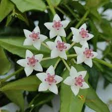 Hoya bella blume samen for anpflanzung - shade tolerant, heirloom & gmo free samen for home garten
 
 sale for anpflanzung in home garten.