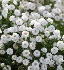 Yarrow superior blume samen for anpflanzung bright blooms heirloom & gmo free samen for home garten 
 
 sale for anpflanzung in home garten