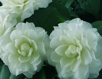 Light rosa weiß geranium blume samen for anpflanzung easy to grow heirloom & gmo free samen for home garten
 
 sale for anpflanzung in home garten