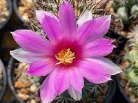Mammillaria blume samen for anpflanzung - easy to grow, heirloom & gmo free samen for home garten
 
 sale for anpflanzung in home garten.
