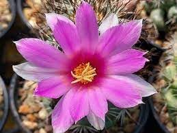 Mammillaria blume samen for anpflanzung - easy to grow, heirloom & gmo free samen for home garten
 
 sale for anpflanzung in home garten.