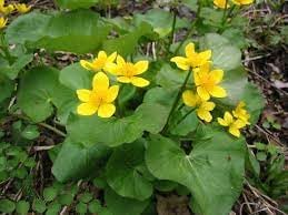 Caltha palustris blume samen for anpflanzung - vibrant colors, heirloom & gmo free samen for home garten
 
 sale samen for home garten