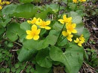 Caltha palustris blume samen for anpflanzung - vibrant colors, heirloom & gmo free samen for home garten
 
 sale samen for home garten