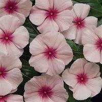 Fragrant (fragrant vinca) samen for anpflanzung in home garten