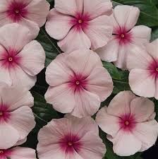 Fragrant (fragrant vinca) samen for anpflanzung in home garten