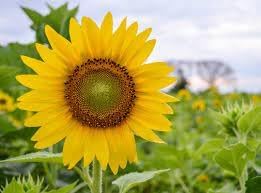 Sunflower samen for anpflanzung wildflower mix heirloom & gmo free samen for home garten 
 
 sale for anpflanzung in home garten