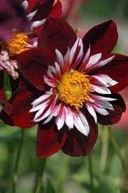Night butterfly dahlia blume samen for anpflanzung - shade tolerant, heirloom & gmo free samen for home garten
 
 sale for anpflanzung in home garten.