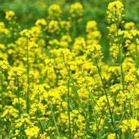Rapeseed blume samen for anpflanzung - sun loving, heirloom & gmo free samen for home garten
 
 sale samen for anpflanzung in home garten
