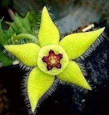 Stapelia blume samen for anpflanzung hardy variety heirloom & gmo free samen for home garten 
 
 sale for anpflanzung in home garten