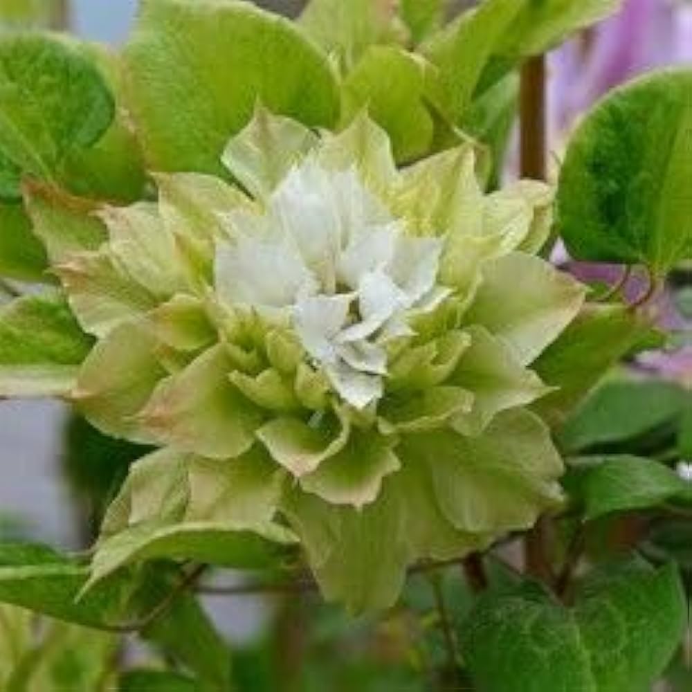 Grün Waldrebe Blumensamen Garten farbenfroh Schau Traditionssorte & ohne Gentechnik Samen Hausgarten