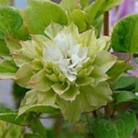 Grün Waldrebe Blumensamen Garten farbenfroh Schau Traditionssorte & ohne Gentechnik Samen Hausgarten