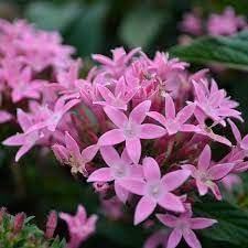 Penta blume samen for anpflanzung - fragrant blossoms, heirloom & gmo free samen for home garten
sale for anpflanzung in home garten