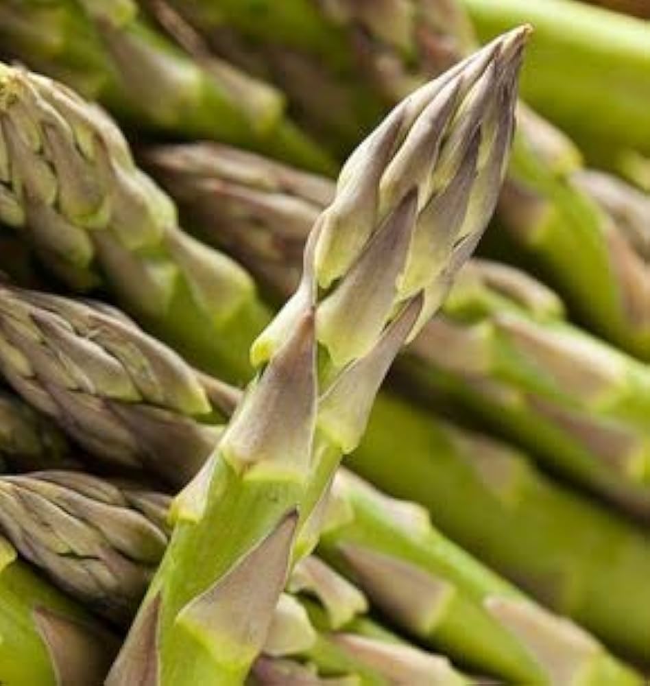 Green Wild Asparagus Samen zum Pflanzen
