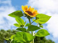 French zwergwüchsig Sonnenblume Samen zur Aussaat Blume Beet