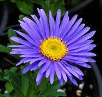 Aster alpin blume samen for anpflanzung - garten favorite, heirloom & gmo free samen for home garten
 
 sale samen for anpflanzung in home garten