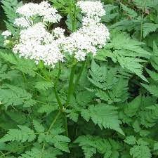 Myrrhis odorata blume samen for anpflanzung seasonal bloomer heirloom & gmo free samen for home garten 
 
 sale for anpflanzung in home garten