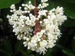 Ligustrum blume samen for anpflanzung - easy to grow, heirloom & gmo free samen for home garten
 
 sale for anpflanzung in home garten