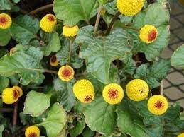 Acmella blume samen for anpflanzung garten favorite heirloom & gmo free samen for home garten 
 
 sale for anpflanzung in home garten