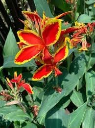 Canna lily blume samen for anpflanzung - shade tolerant, heirloom & gmo free samen for home garten
 
 sale samen for home garten