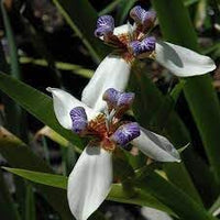 Gracilis blume samen for anpflanzung colorful display heirloom & gmo free samen for home garten 
 
 sale for anpflanzung in home garten