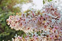 Cassia blume samen for anpflanzung hardy variety heirloom & gmo free samen for home garten 
 
 sale for anpflanzung in home garten